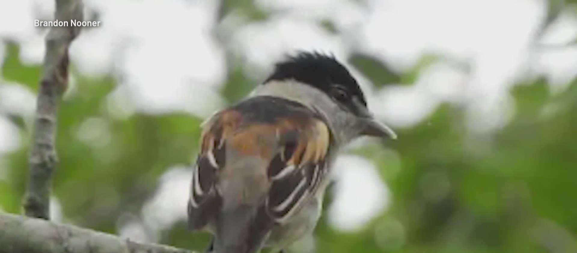 Where people spotted a rare bird in Texas for the first time – KXAN Austin
