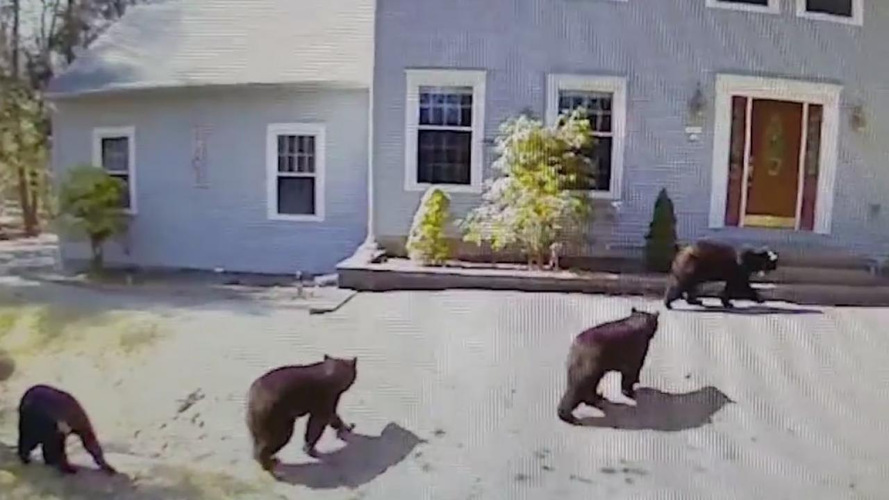 Bear population exploding in Connecticut