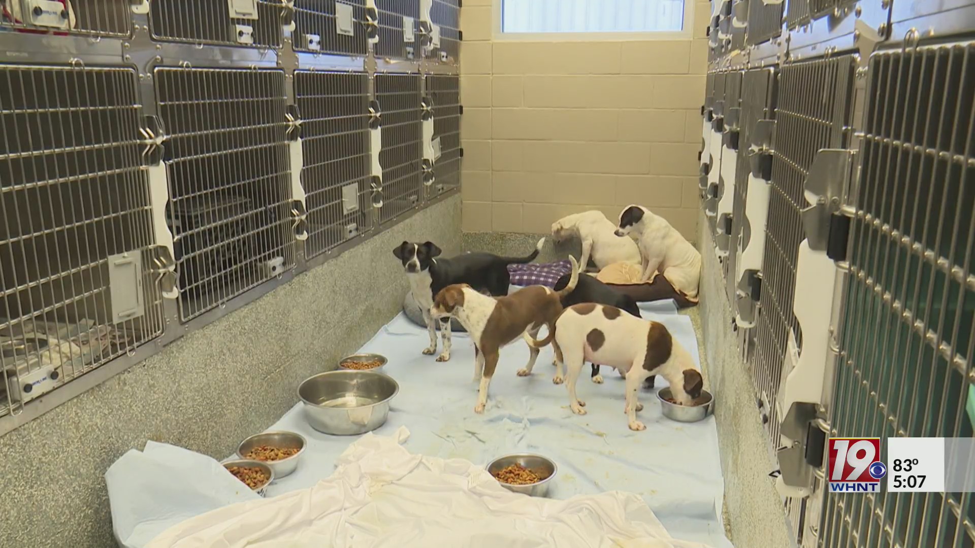Florence Animal Control Takes Over County Animal Problem | June 15 ...