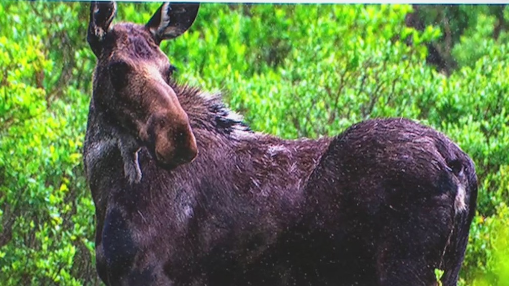 Man attacked by moose in Coal Creek Canyon – FOX31 Denver
