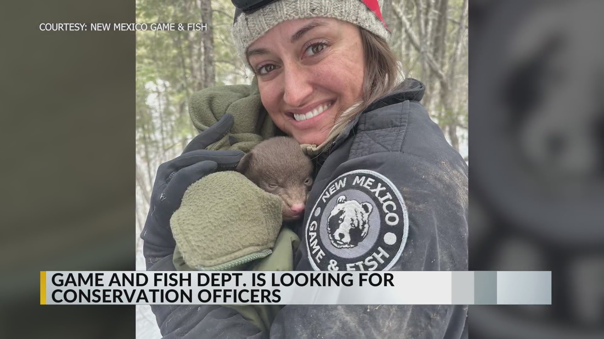 New Mexico Game and Fish clarifies ‘bear hugger’ job opportunity KRQE NEWS 13 Breaking News