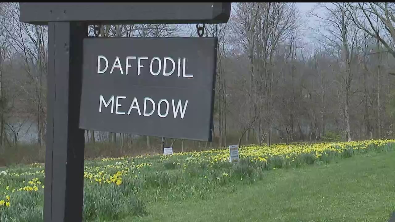 Mill Creek Park daffodils in full bloom
