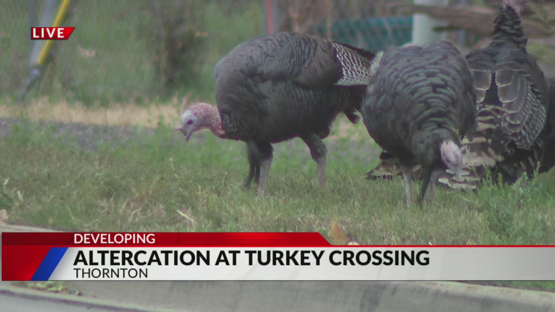 Altercation at turkey crossing in Thornton – FOX31 Denver