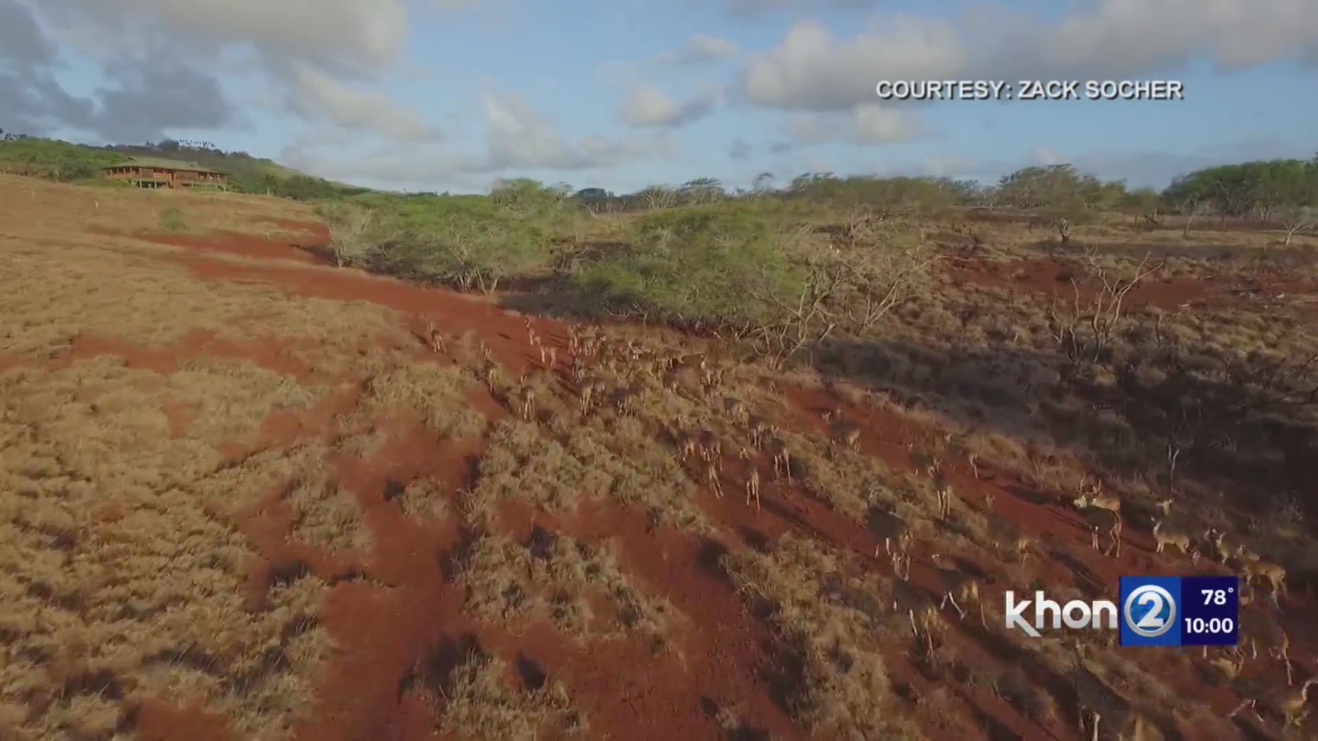 Maui venison could soon be sold in local grocery stores KHON2