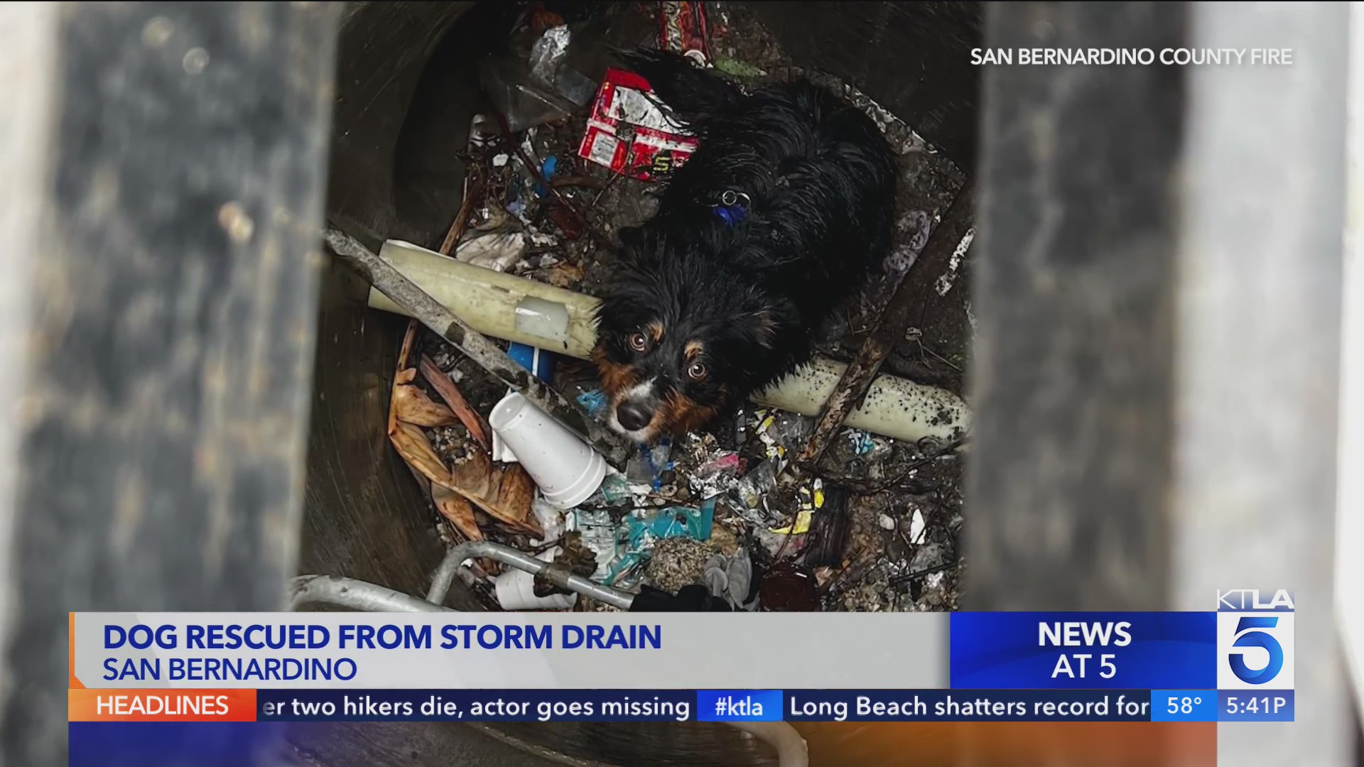 Dog rescued from storm drain in San Bernardino – KTLA