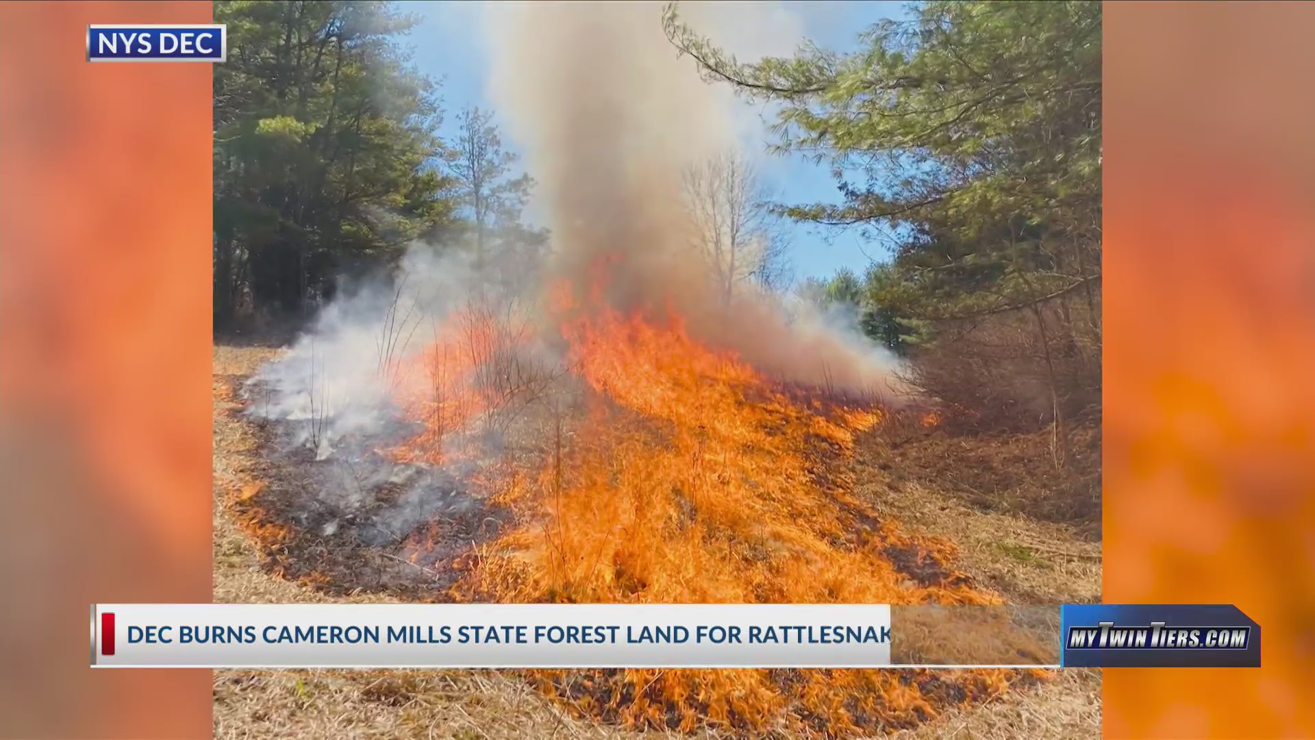 DEC burns Cameron Mills State Forest land for rattlesnakes WETM