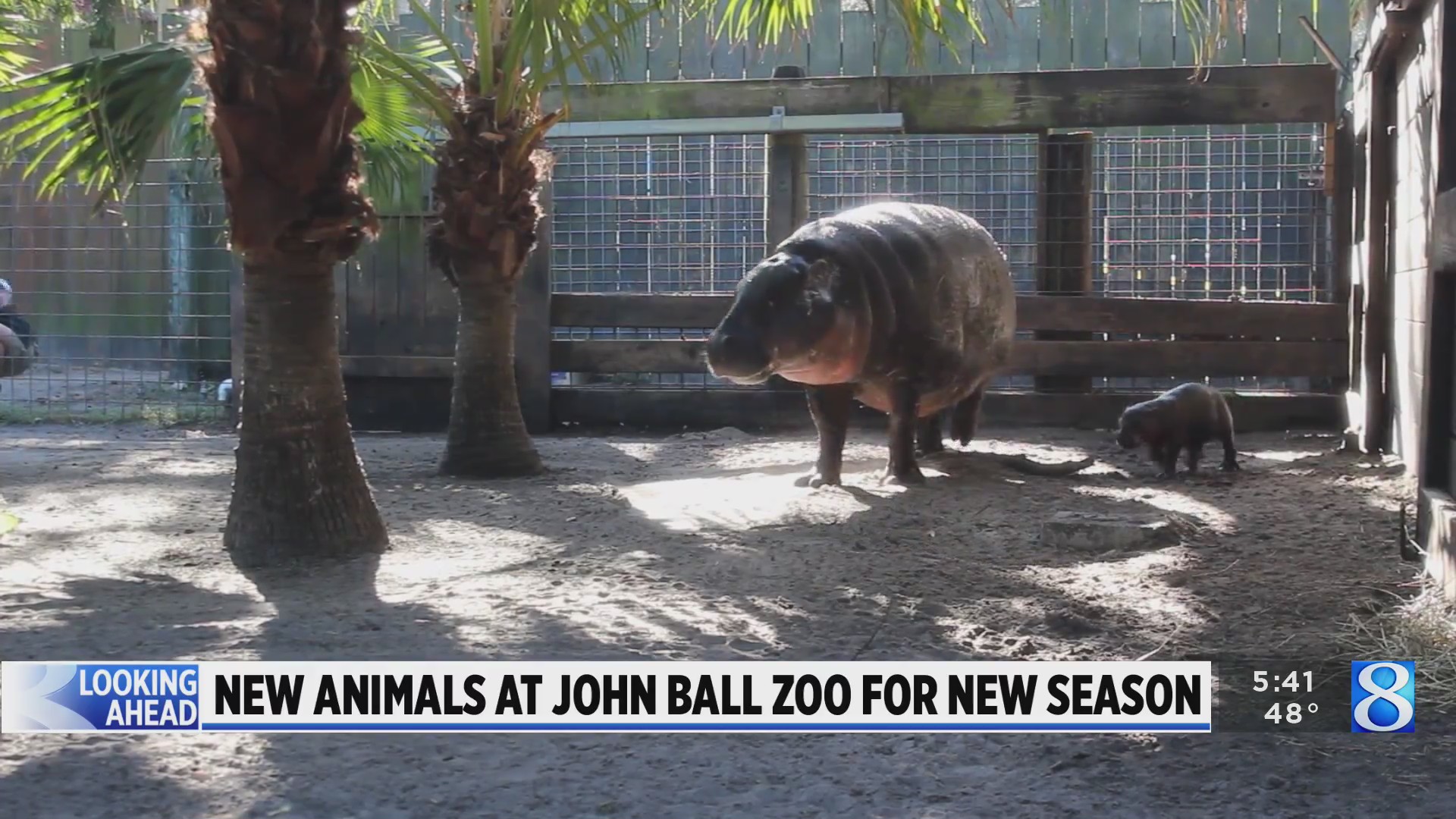 John Ball Zoo Set To Open Friday, Pygmy Hippos Coming This Summer –  Woodtv.com