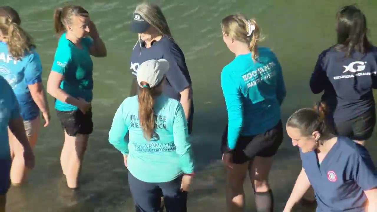 Manatees released back into Florida waters at TECO after almost a year ...