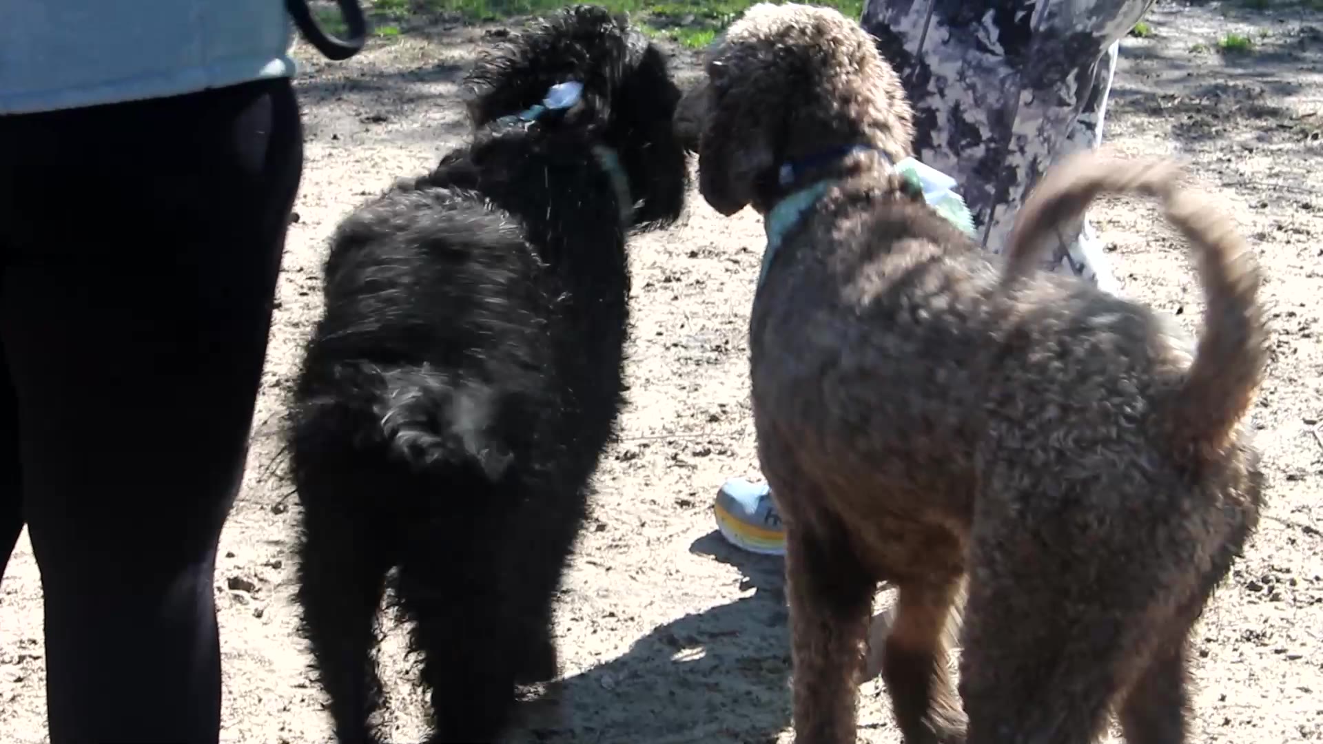 Savannah Area Doodle Romp – WSAV-TV