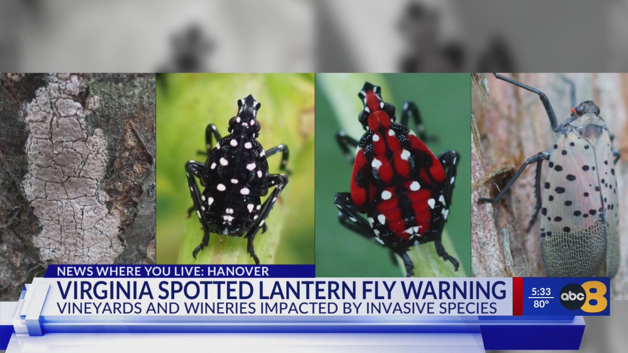 Virginia Invasive Insect Flying Virginia Spotted Lantern Fly Warning – WRIC ABC 8News