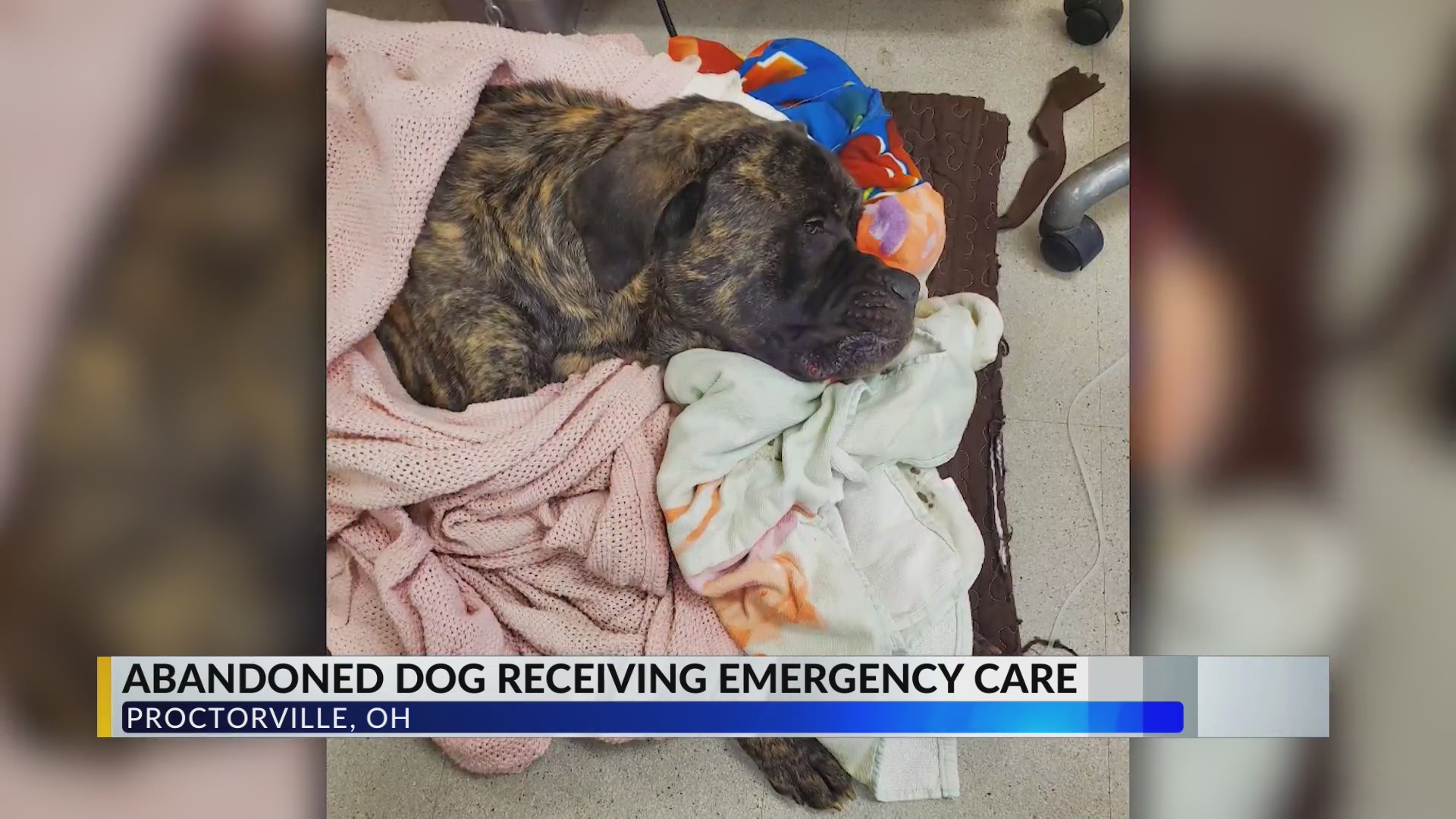 Ohio animal shelter asking for donations for dog found in nearly fatal