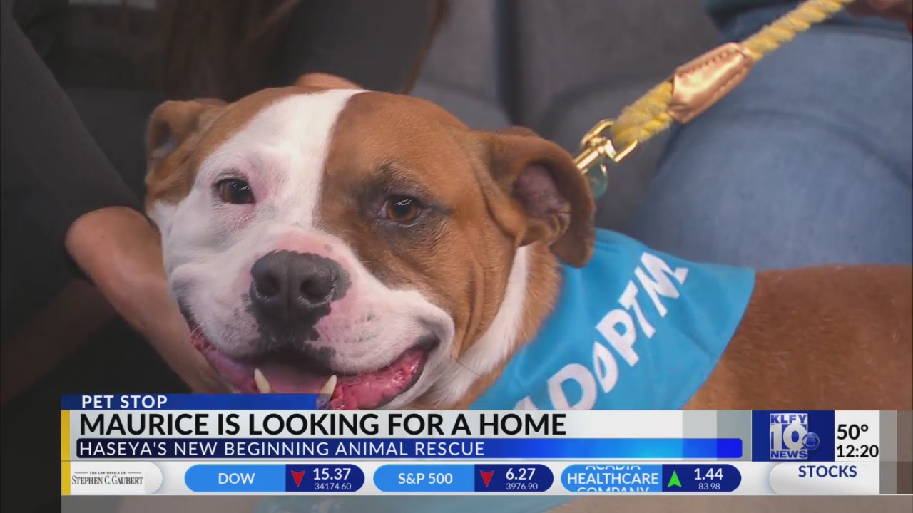 Pet Stop Maurice with Haseya’s New Beginning Animal Rescue