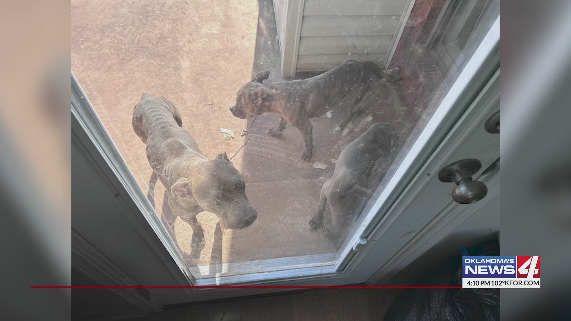 Deputies find starving dogs left outside by owners Oklahoma City