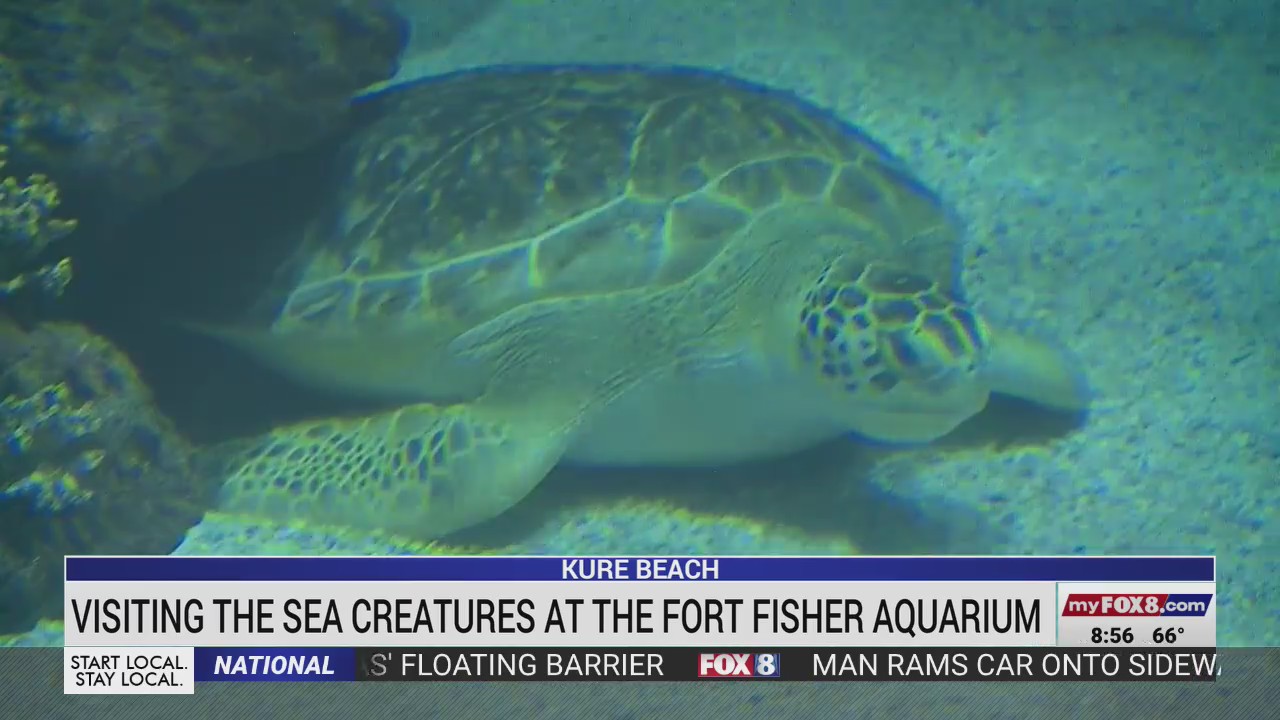 Enjoy a visit to the North Carolina Aquarium at Fort Fisher! FOX8 WGHP