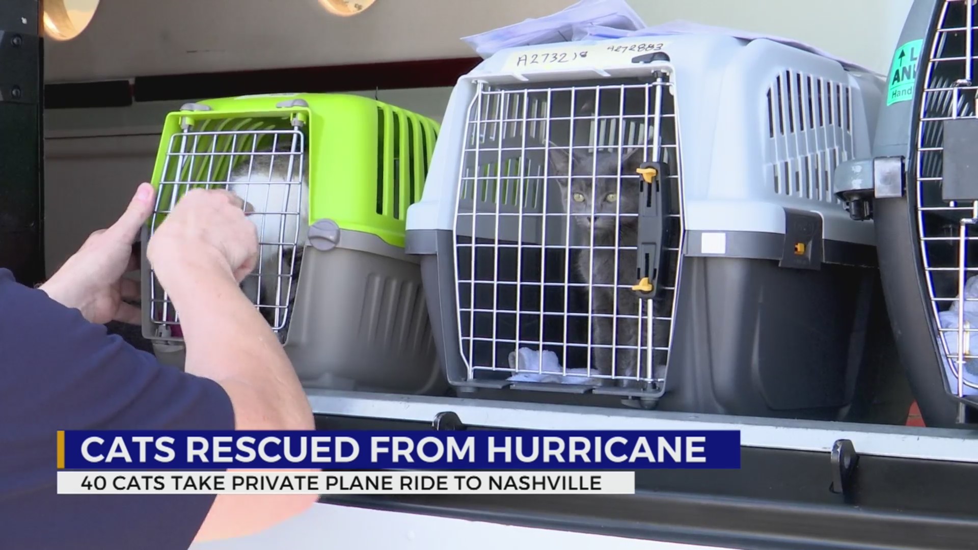 Cats rescued from hurricane – WKRN News 2