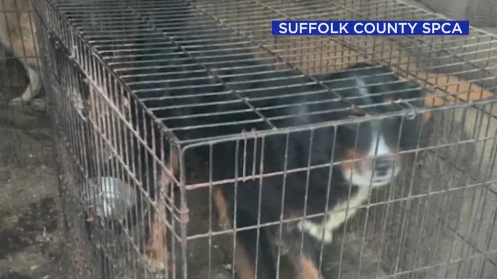 49 animals rescued from hoarder on LI: officials – PIX11