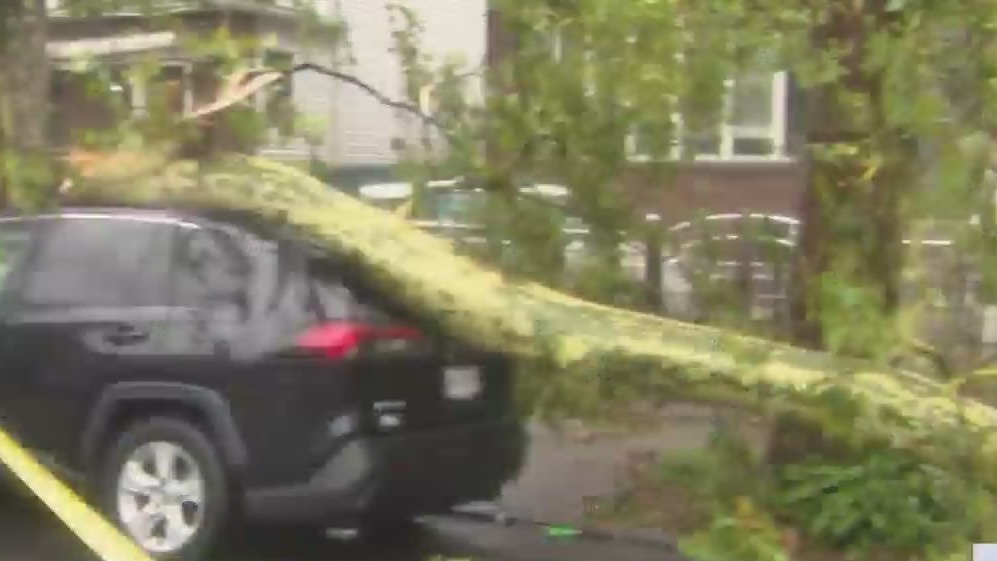 Severe storm topples trees in Brooklyn – PIX11