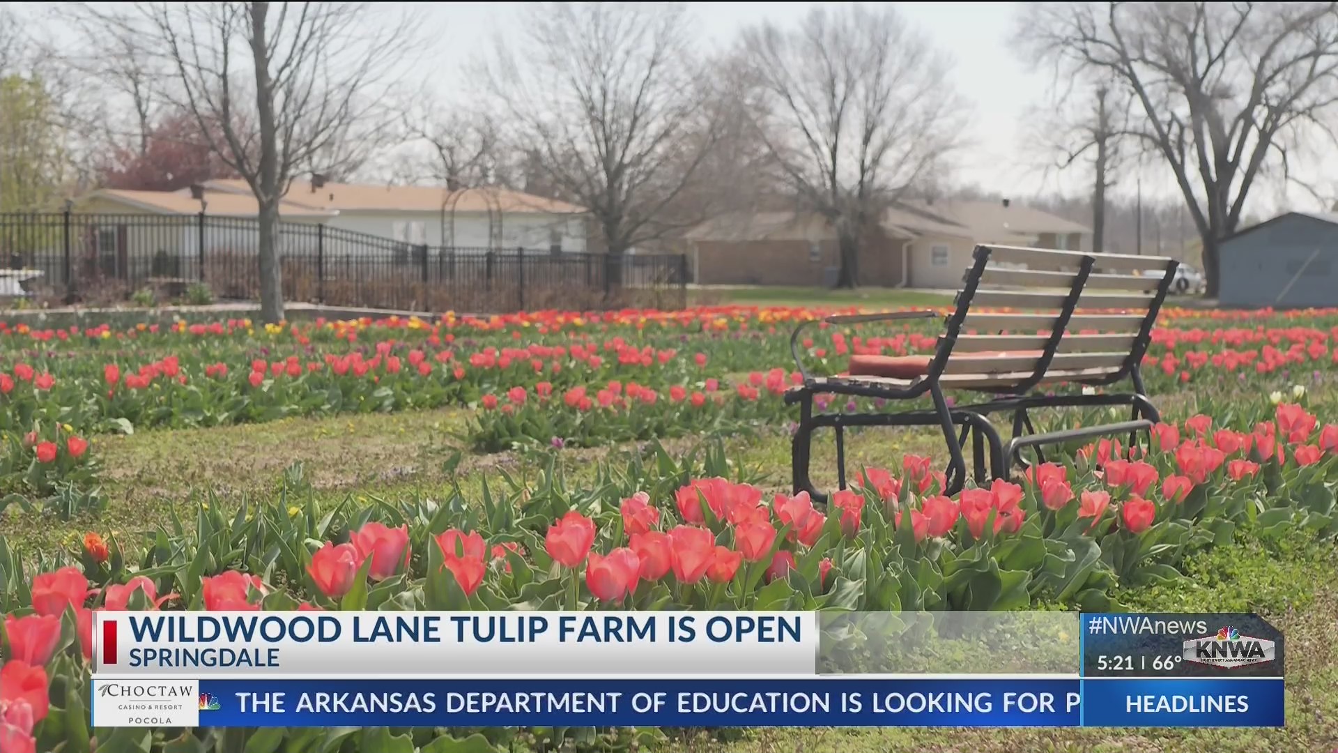 Wildwood Lane tulip farm is open in Springdale KNWA FOX24