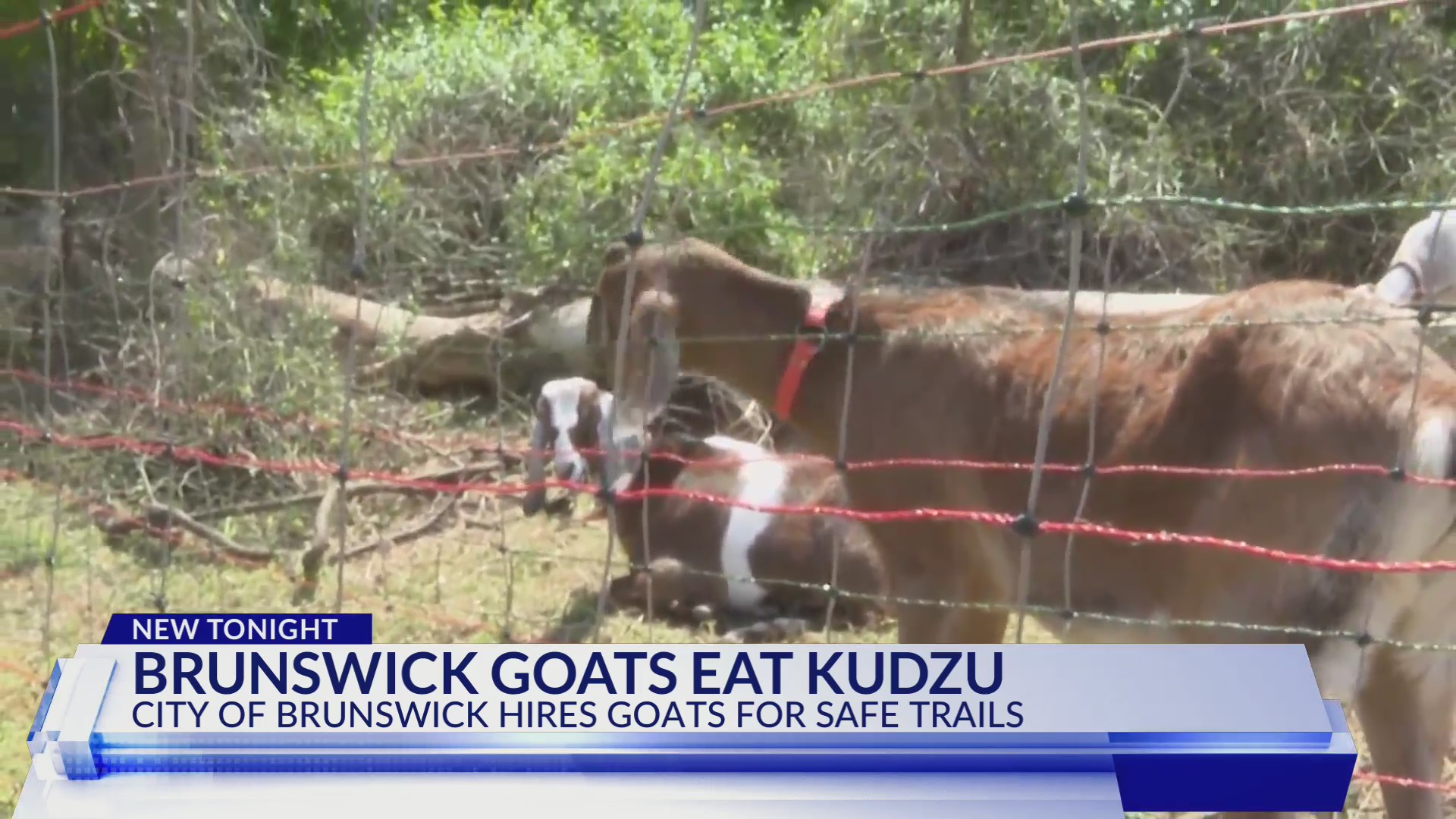 City hires goats to eat Kudzu on River’s Edge Trails DC News Now