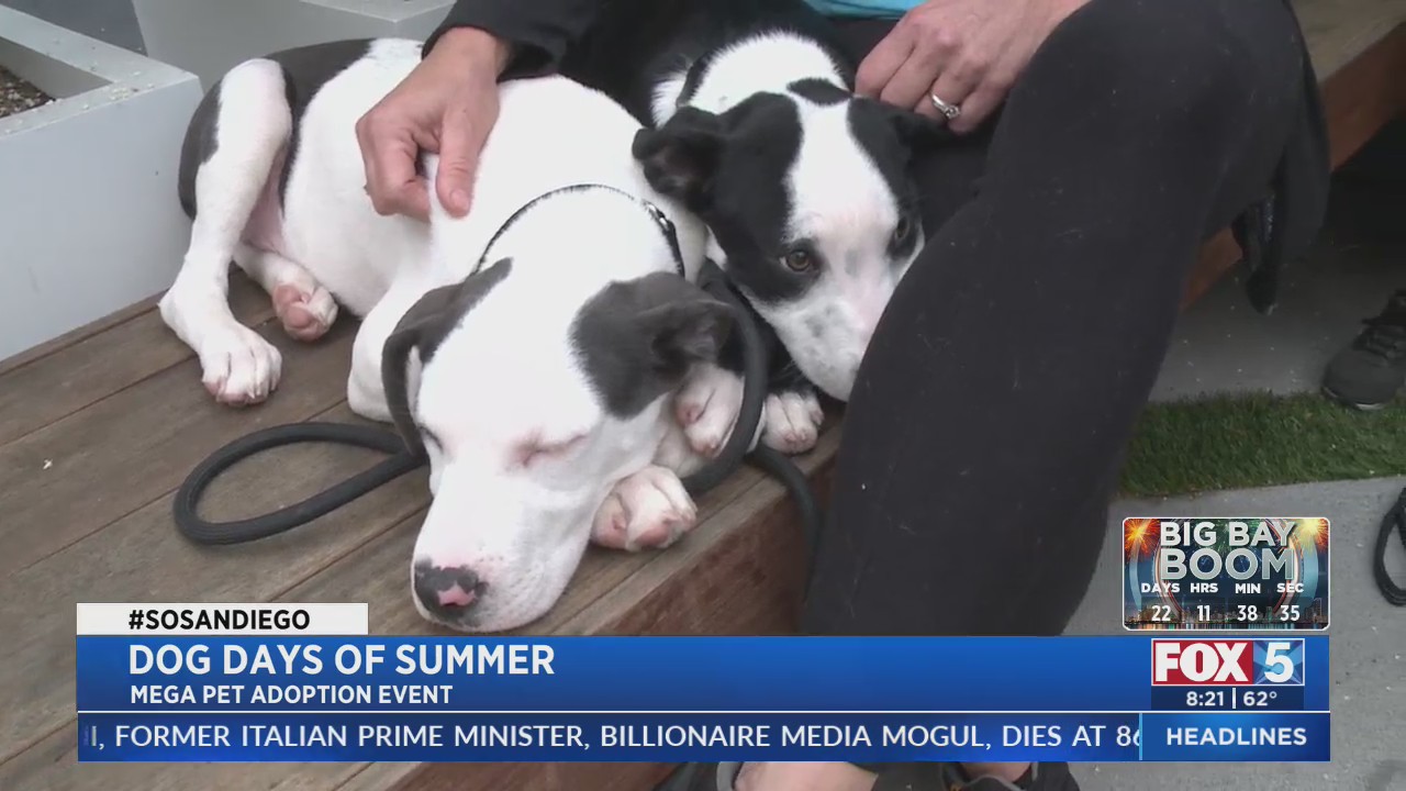 Dog Days of Summer Adoption Event – FOX 5 San Diego & KUSI News