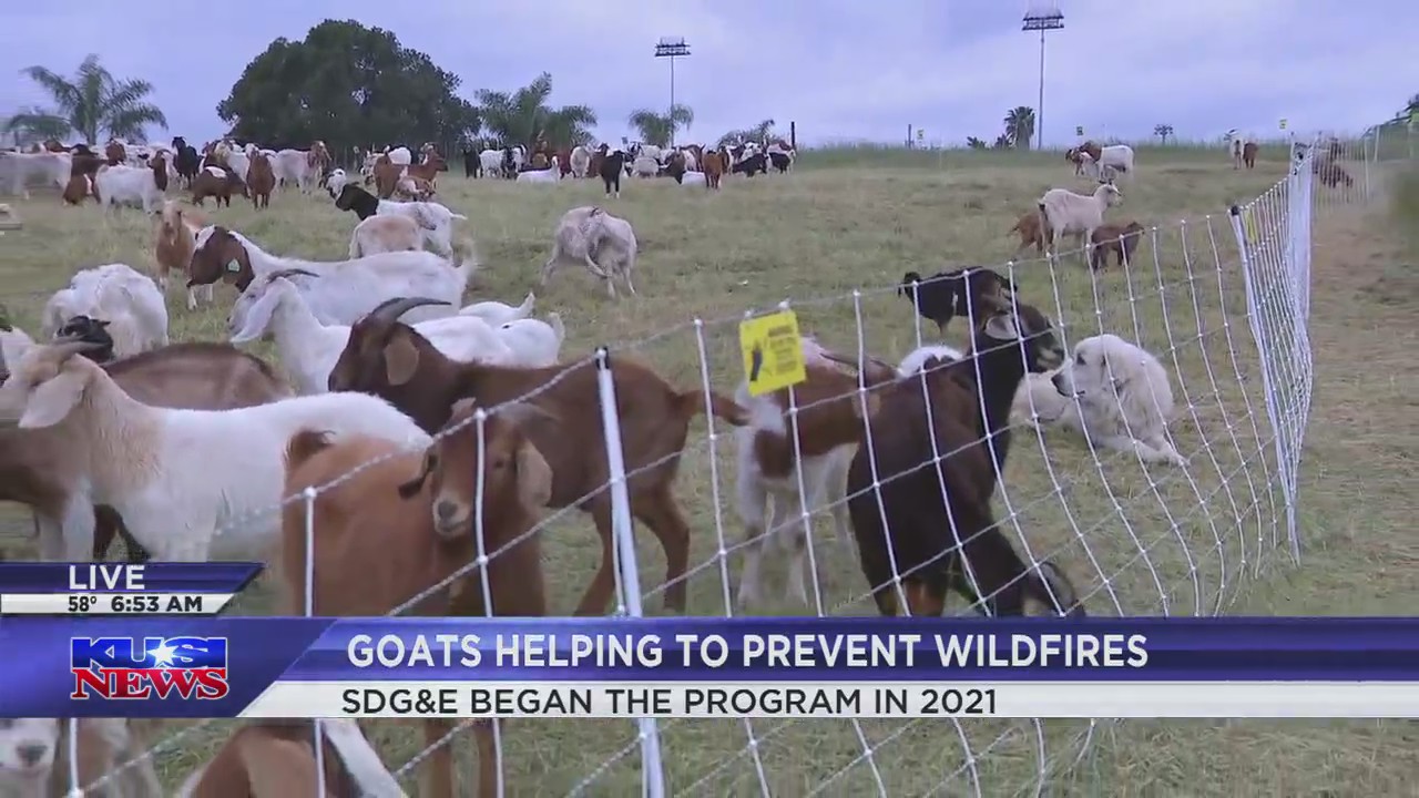 These goats are helping prevent wildfires – FOX 5 San Diego & KUSI News