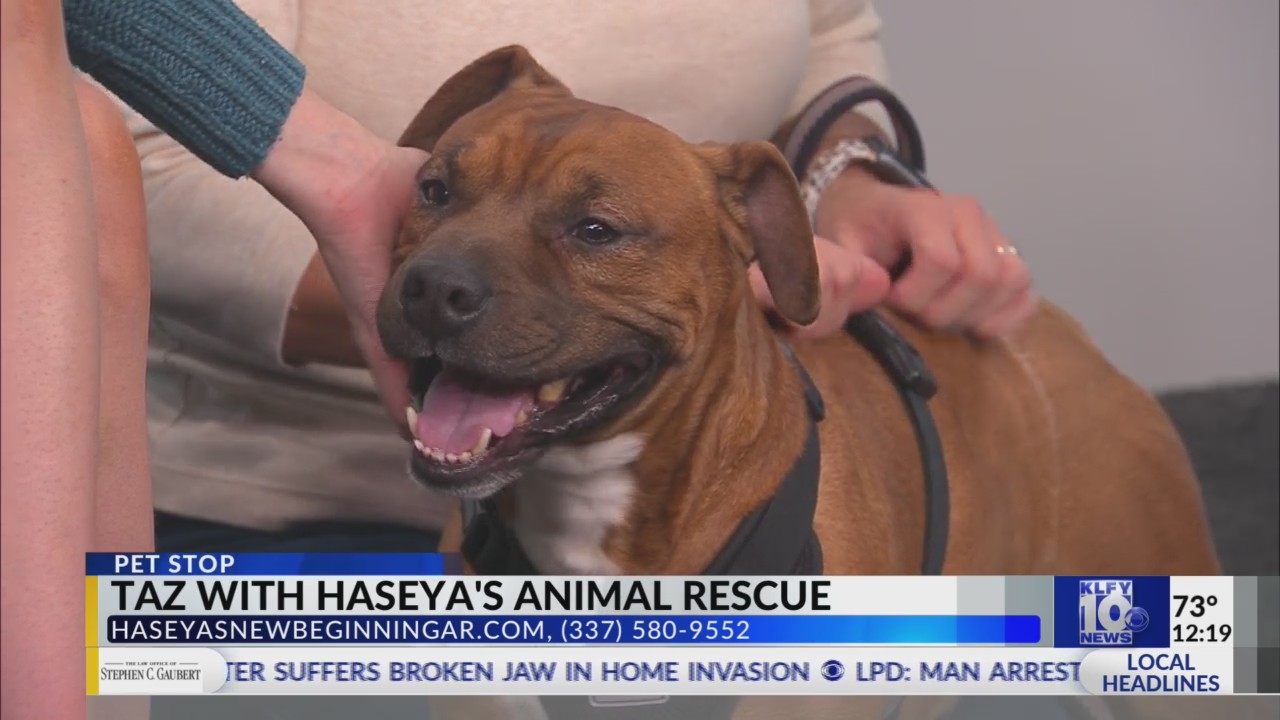 Pet Stop Taz with Haseya’s New Beginning Animal Rescue