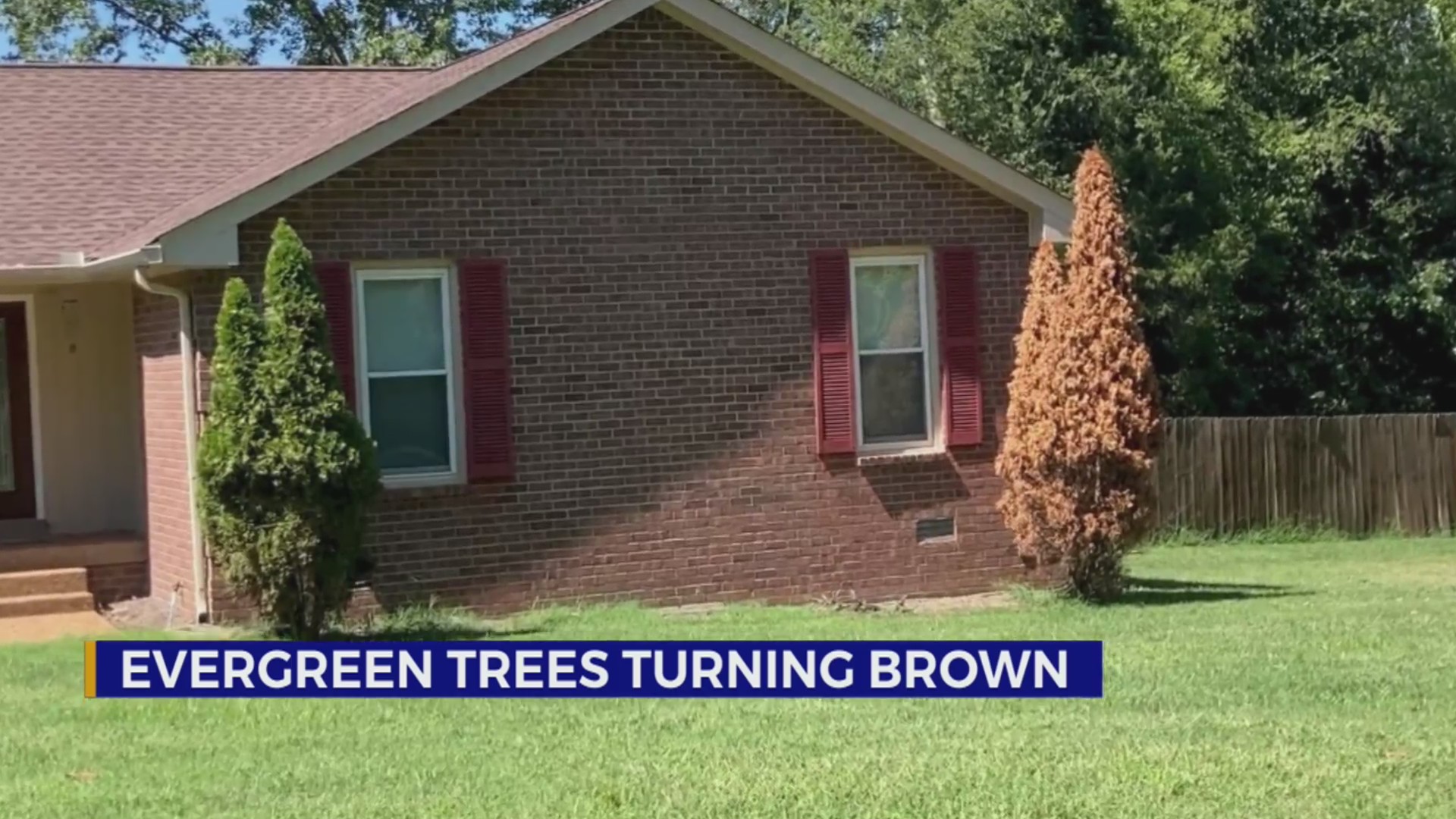 Why are evergreen trees dying in Middle Tennessee? WKRN News 2