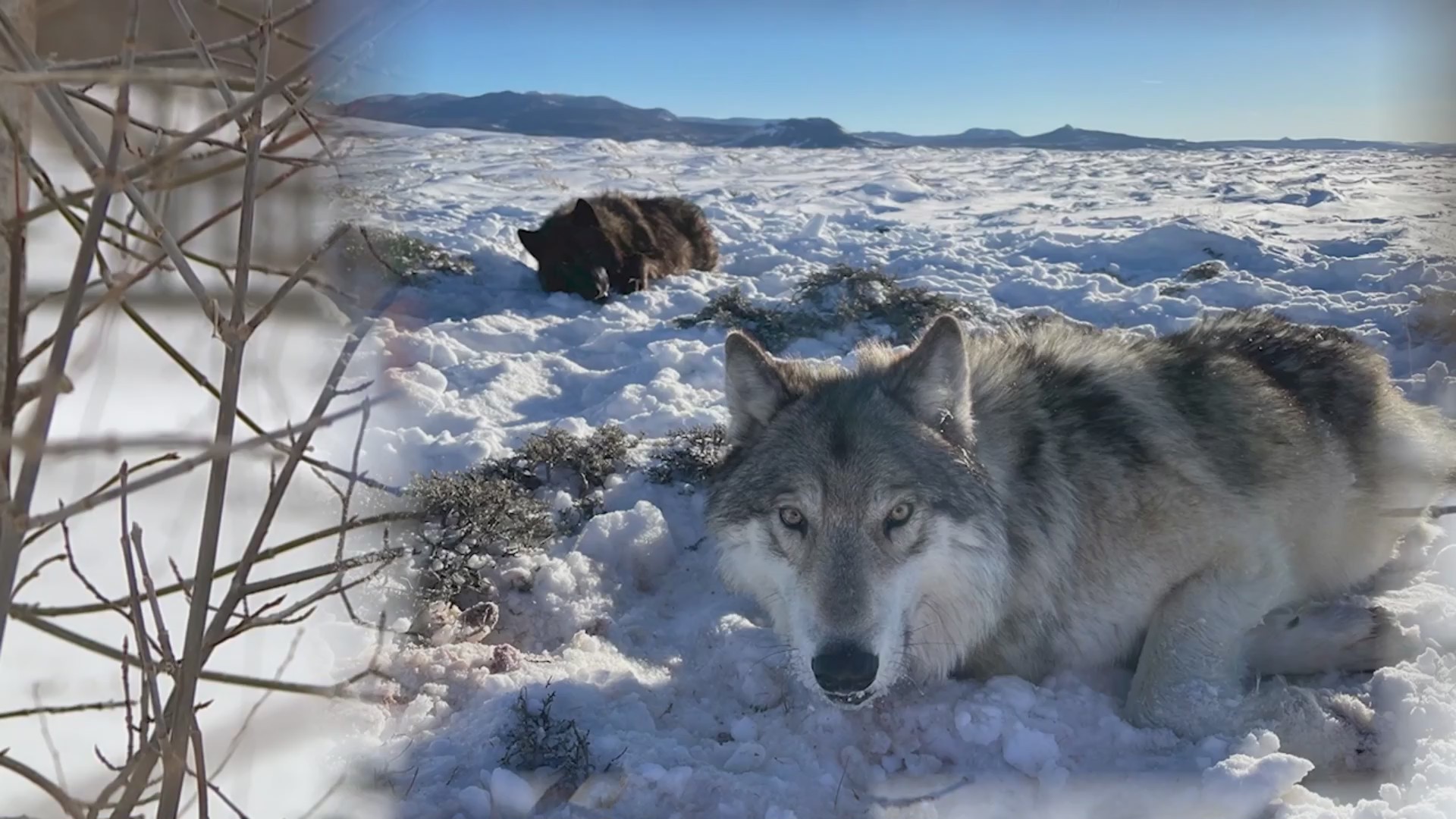 Wildlife officials tracking wolves with GPS collars – FOX31 Denver