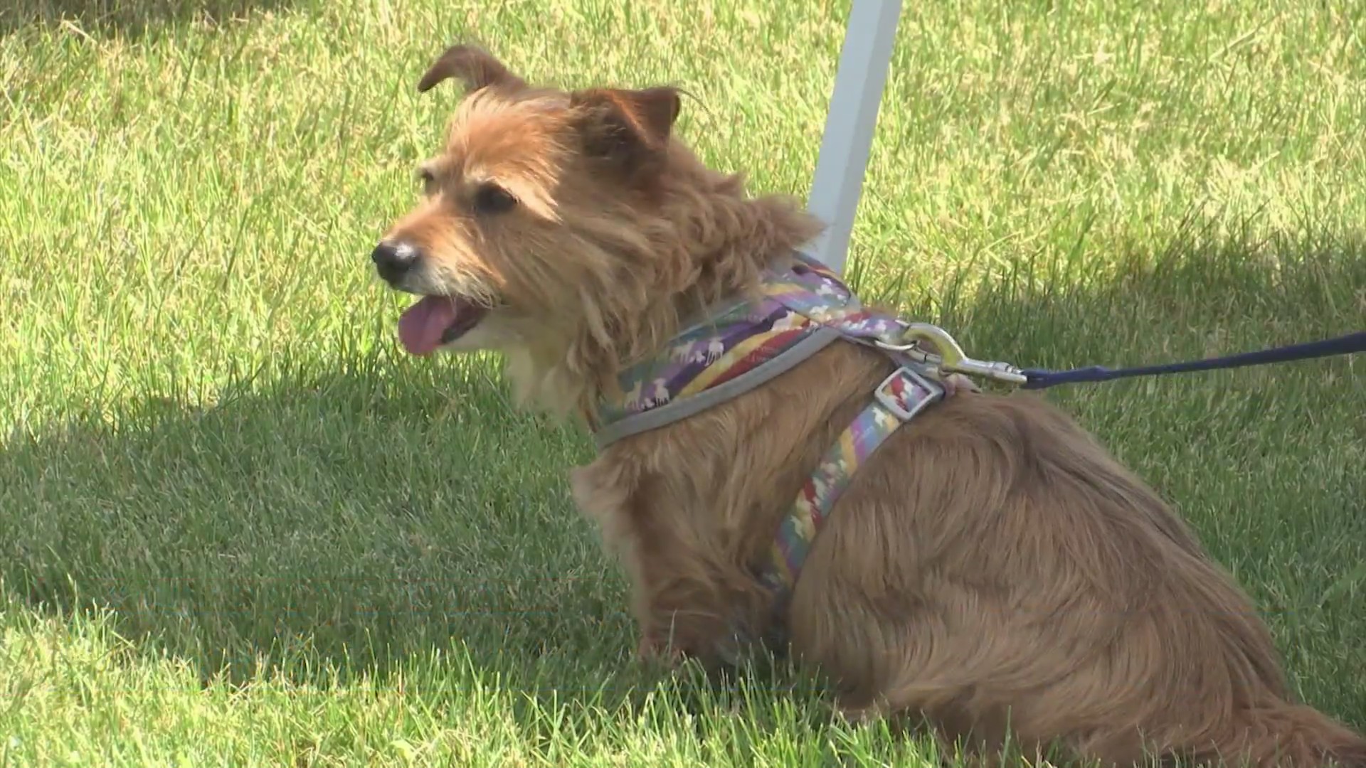 South Beloit festival goes to the dogs