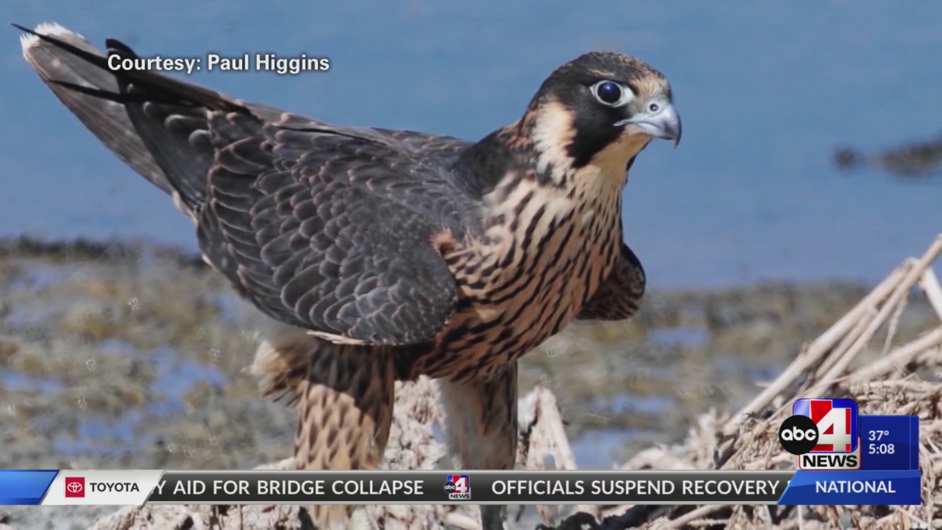 Zion climbing routes temporarily close to protect raptor nesting ...