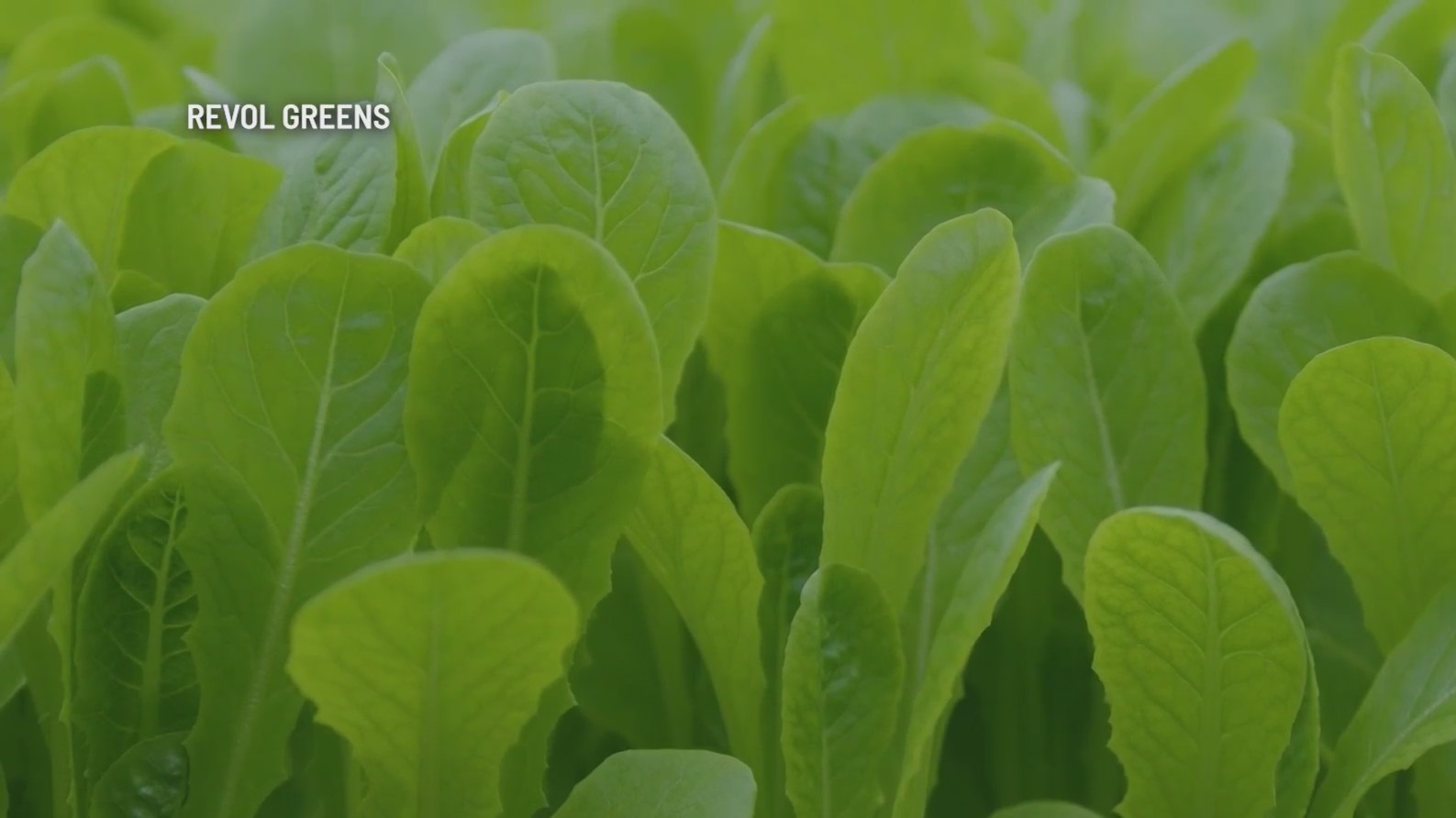 ‘World’s largest lettuce greenhouse’ opens in Temple, Texas KXAN Austin