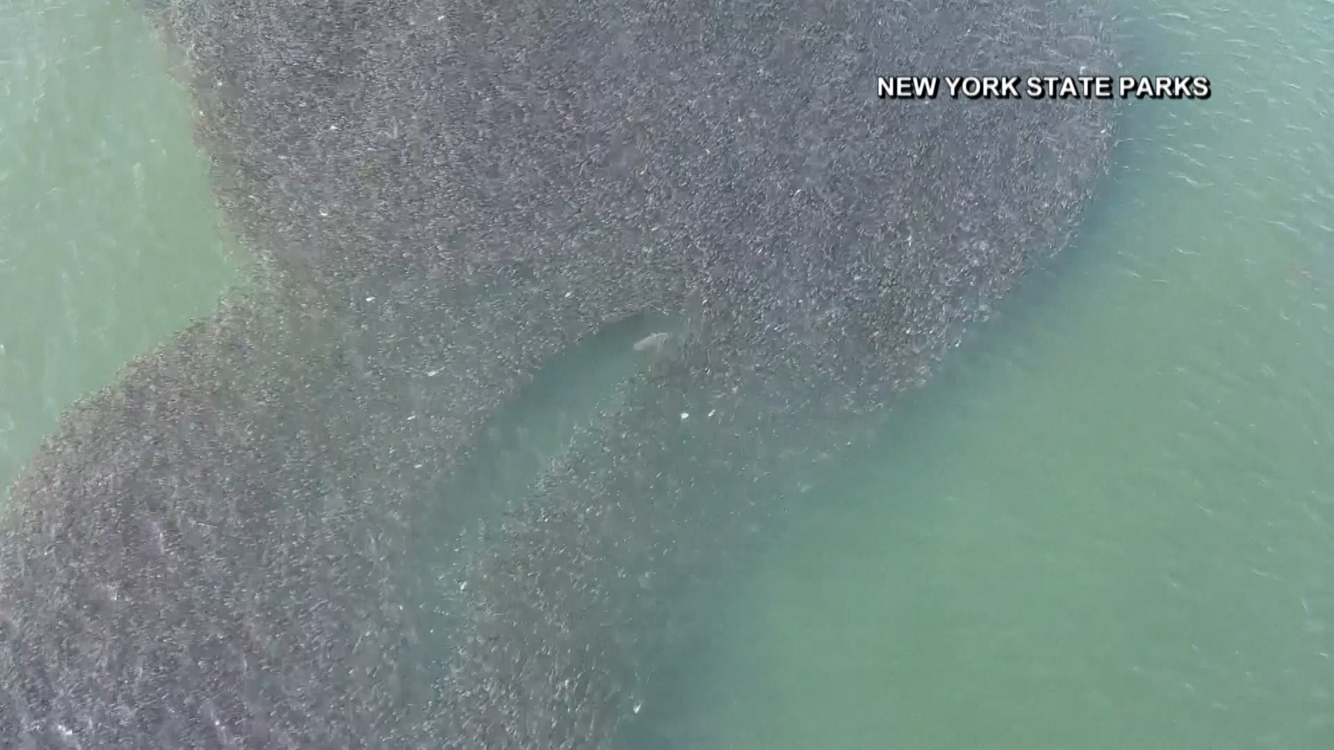 Shark feeds in massive school of fish off Long Island – WFLA