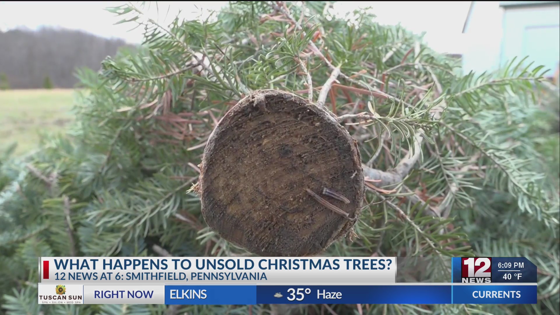 What happens to unsold Christmas trees?