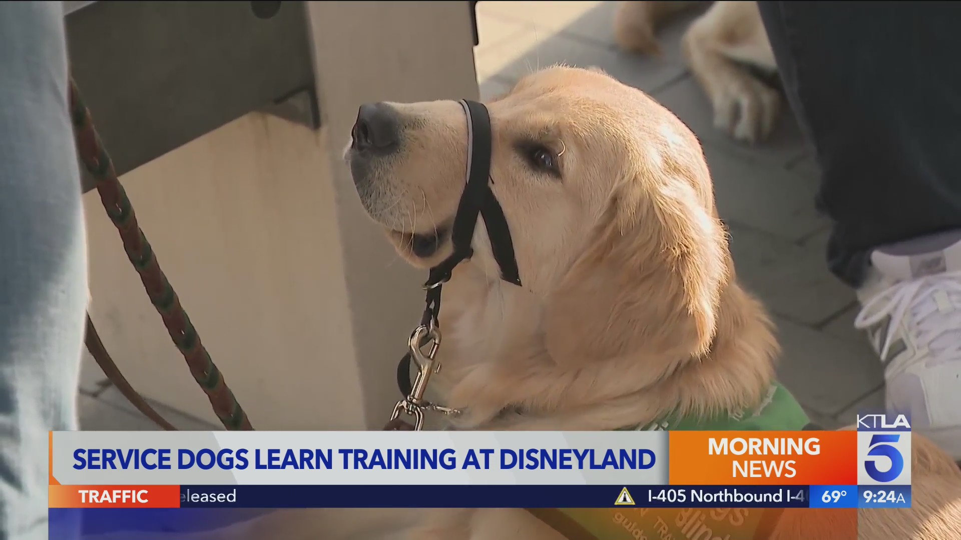 Service dogs in training take trip to Disneyland – KTLA