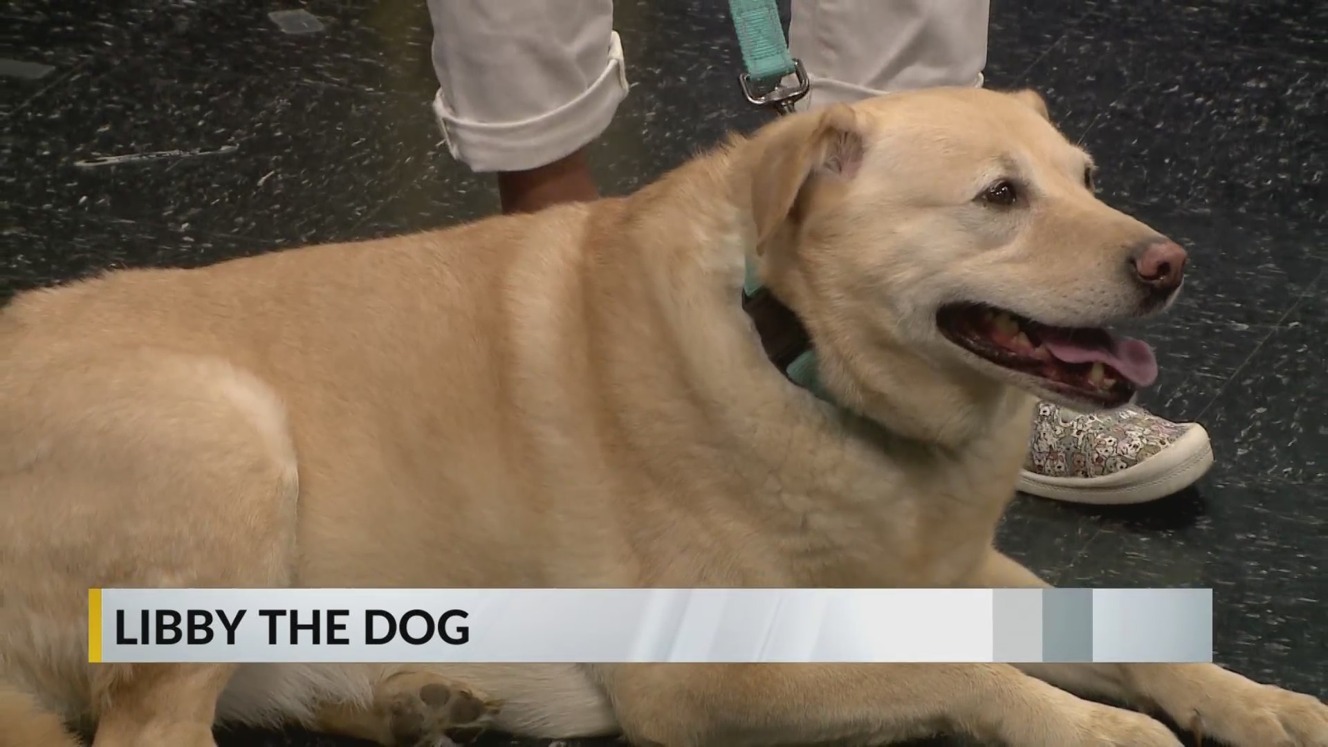 Libby Riddles Dogs FURRY FRIDAY: Meet Libby the Dog – KX NEWS