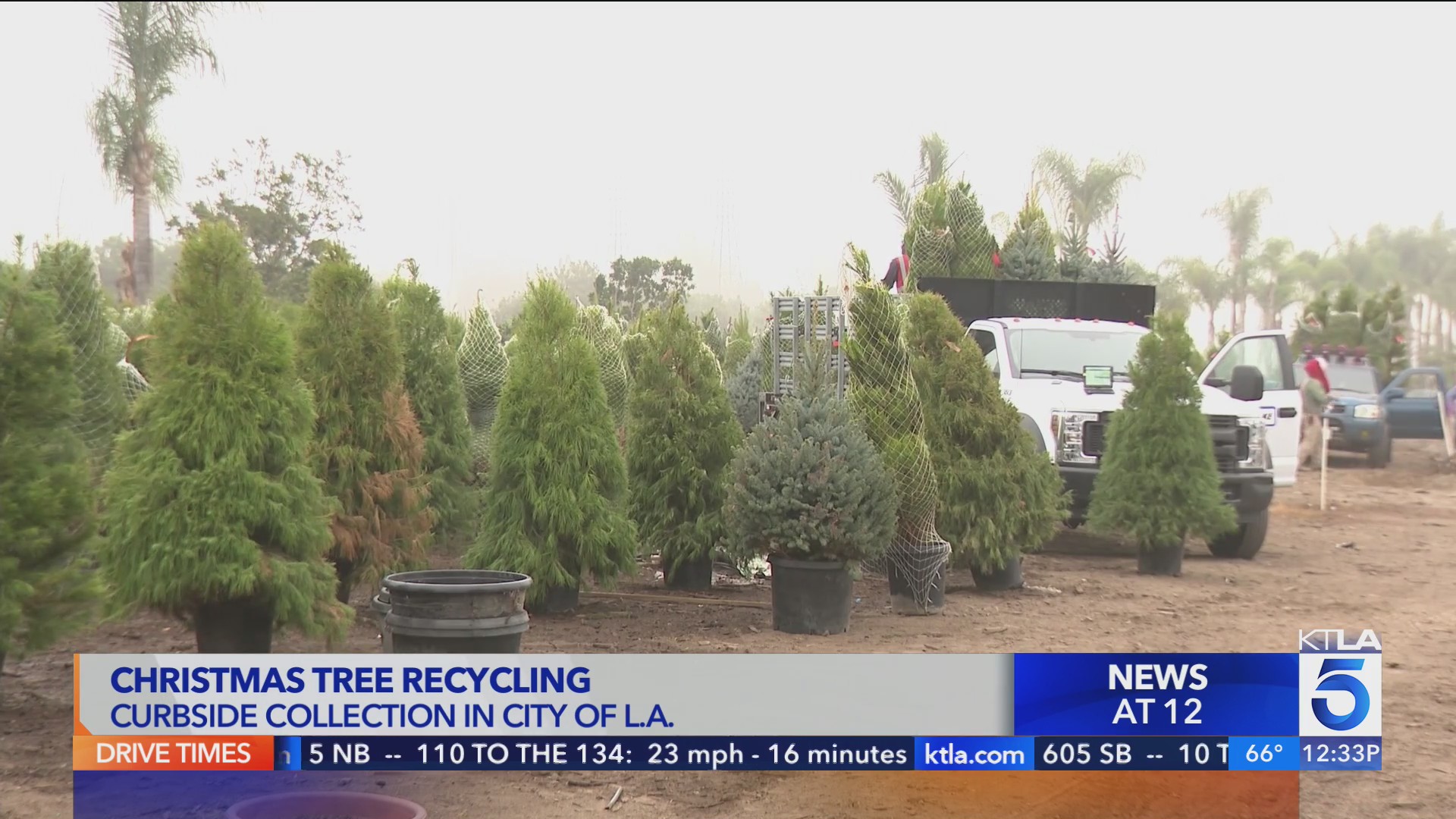 City of Los Angeles offering Christmas tree recycling services – KTLA