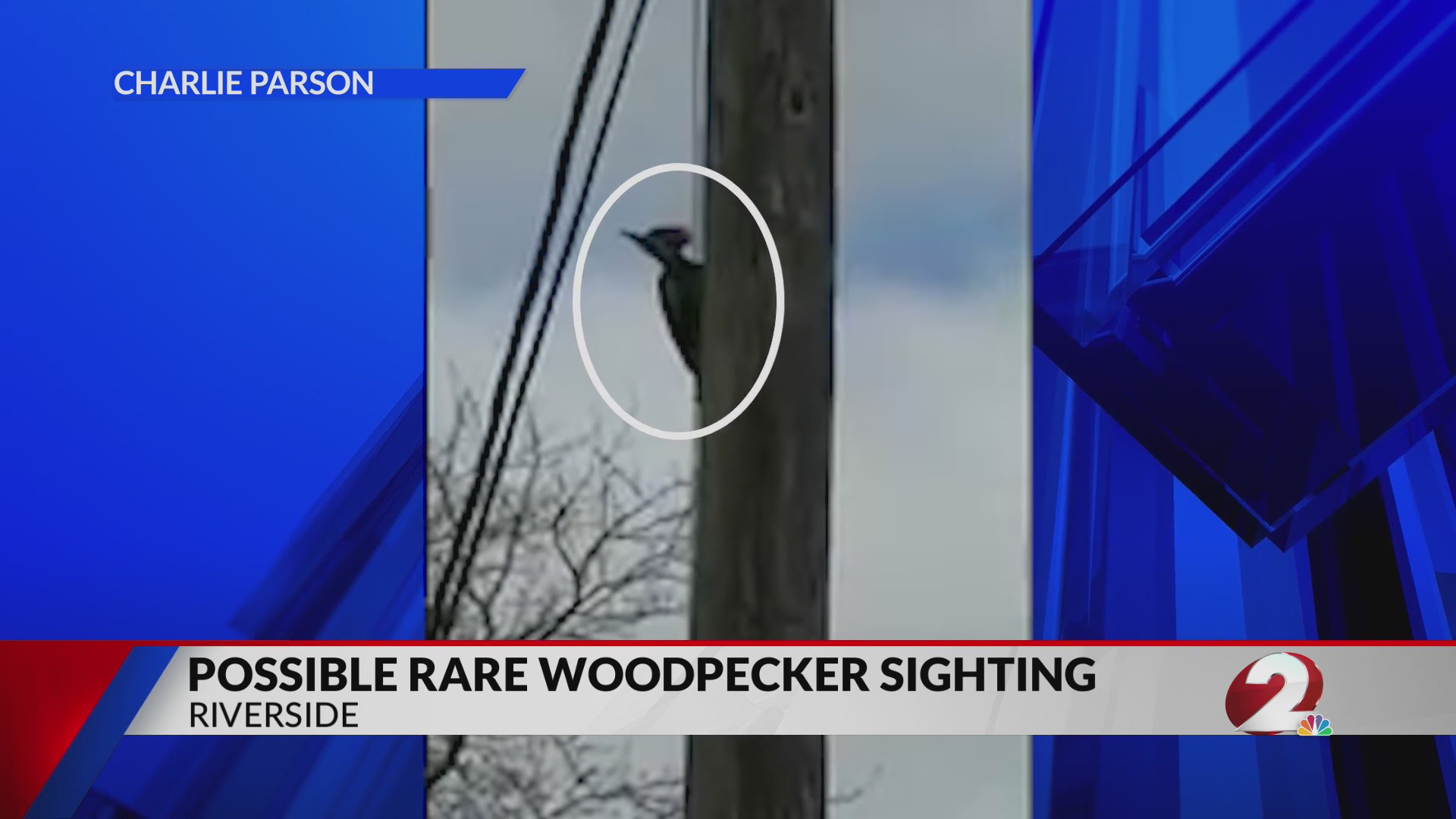 Rare woodpecker thought to be extinct spotted in Ohio – WDTN.com
