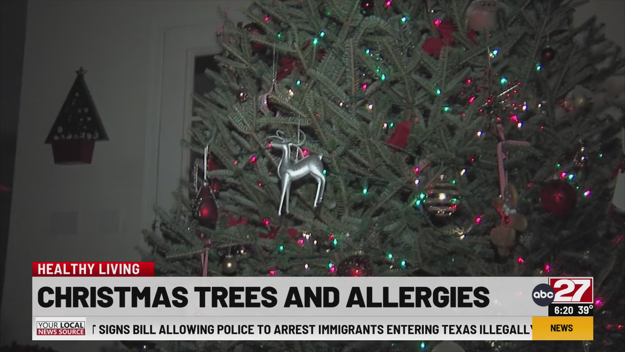 Healthy Living Christmas Trees and Allergies
