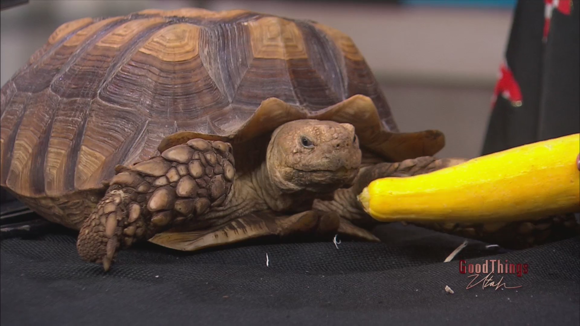 Title Scales & Tails with Astonishing Reptiles ABC4 Utah