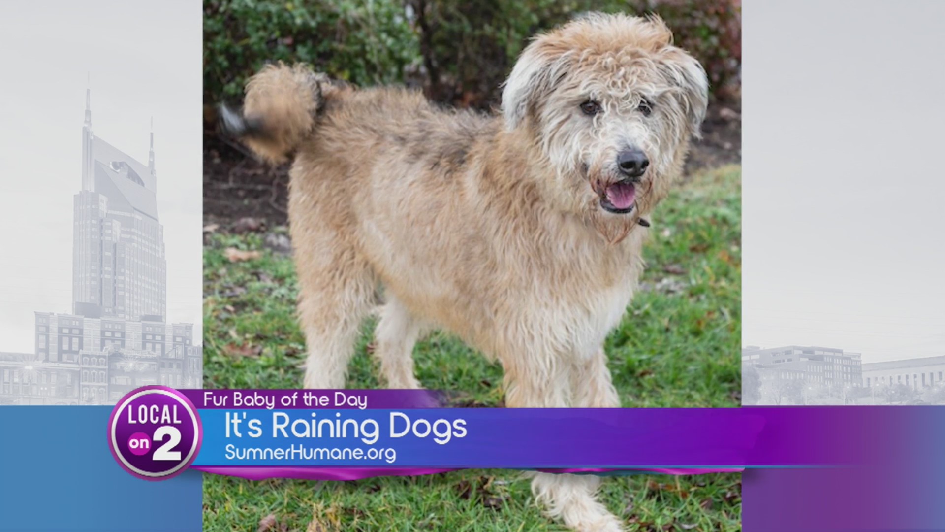 Adopt Love At The Humane Society Of Sumner County WKRN News 2