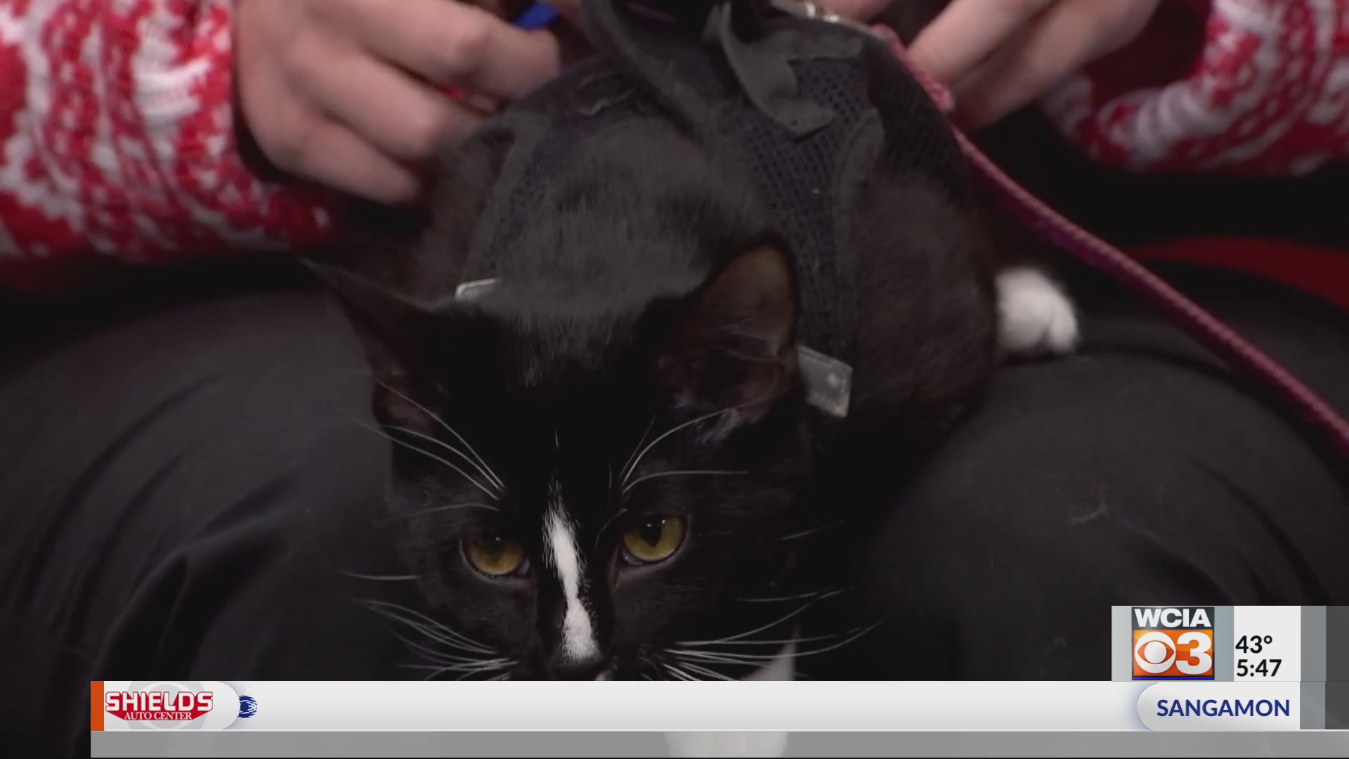 Pet On the Set Sally