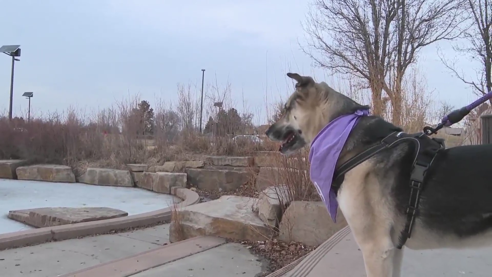 Gallery Detail: Dog Owner Helps Guide Pet To Safety From Icy Aurora
