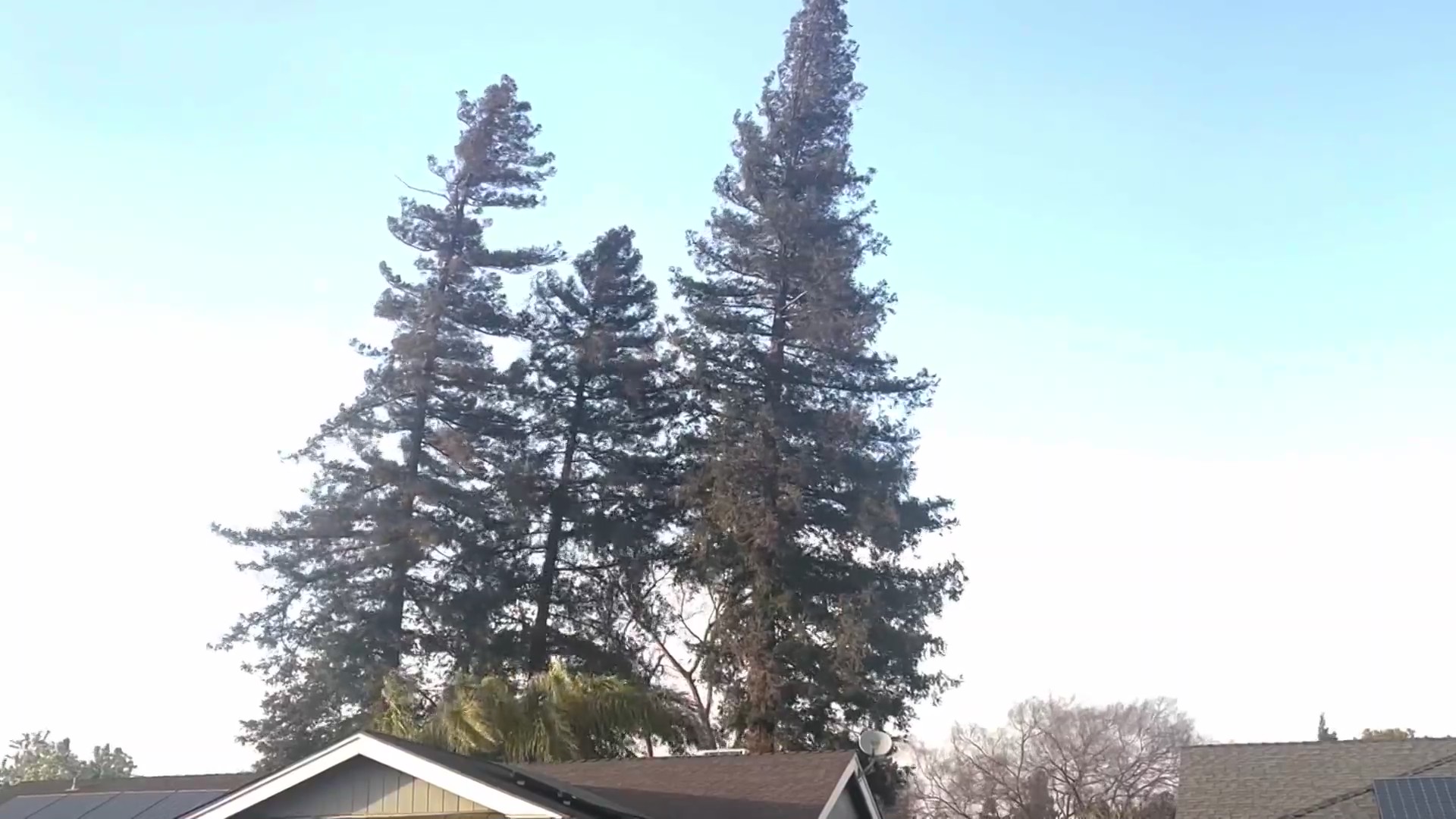 The weather could be causing allergy issues in Central Valley