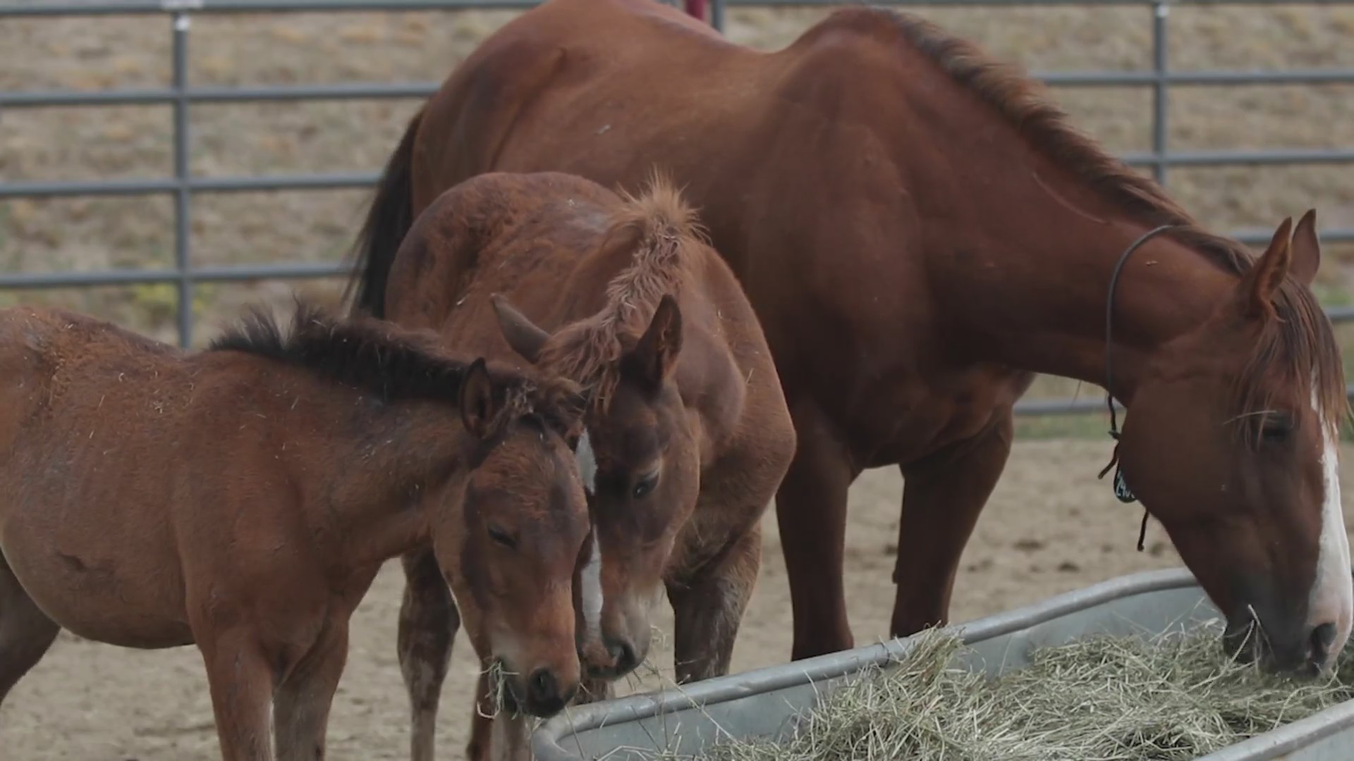 80 sick, neglected horses discovered in Colorado – FOX31 Denver