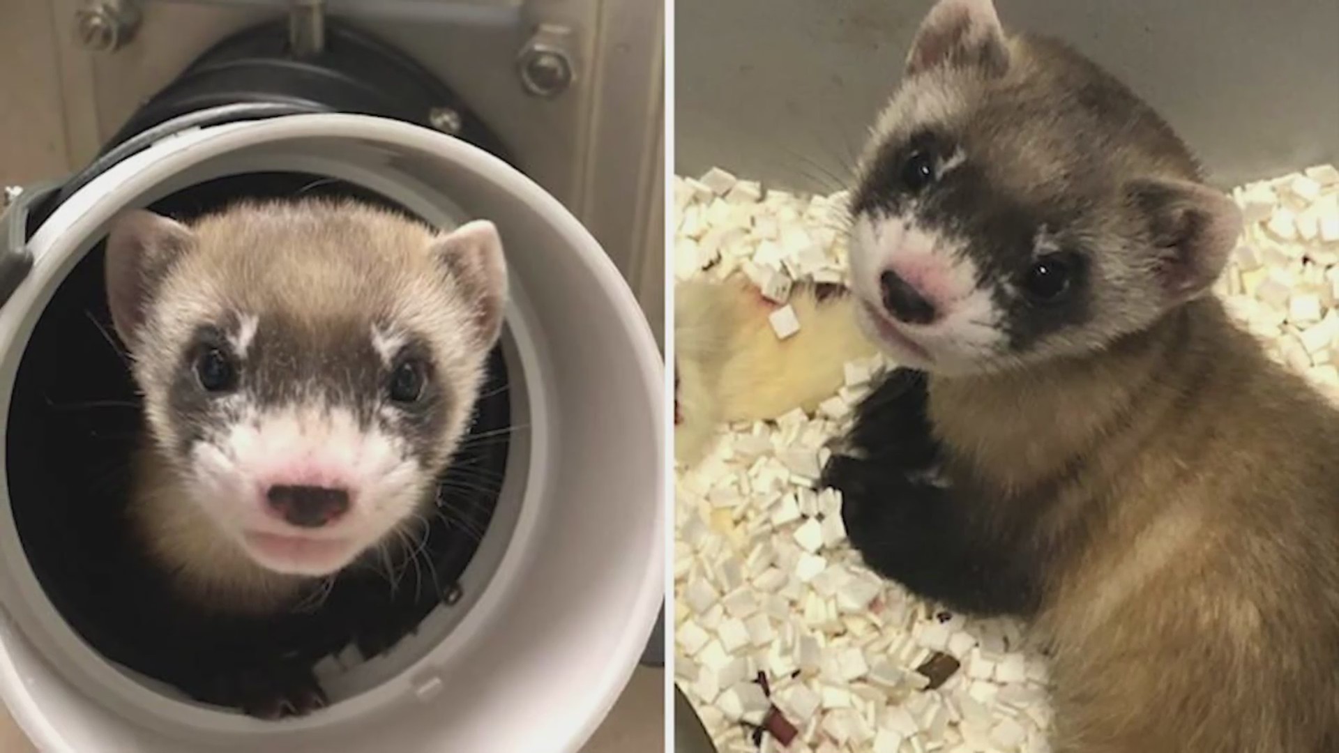 Ferrets used in cloning project find new home in Kansas FOX 4 Kansas