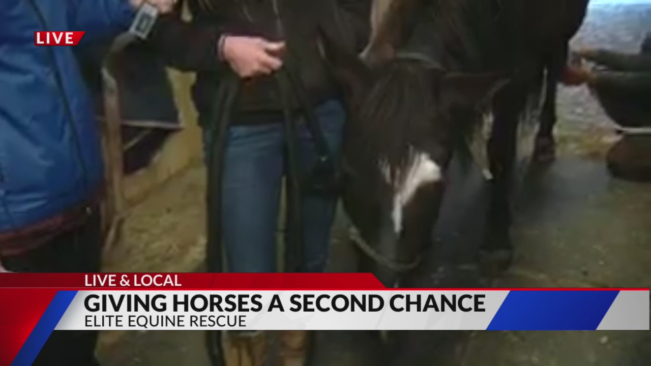Elite Equine Rescue giving horses a second chance – FOX21 News Colorado