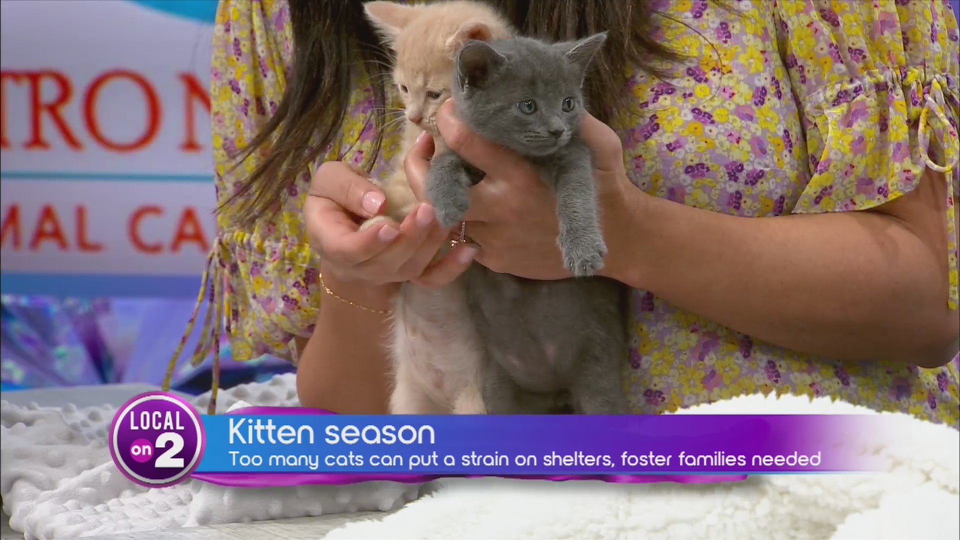 Kitten cuddlers needed – WKRN News 2