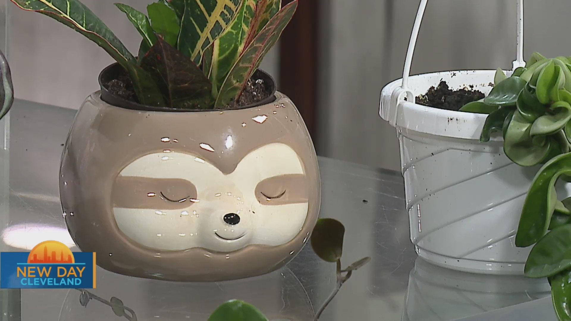 New Day Cleveland Cleveland Pots and Plants Fox 8 Cleveland WJW