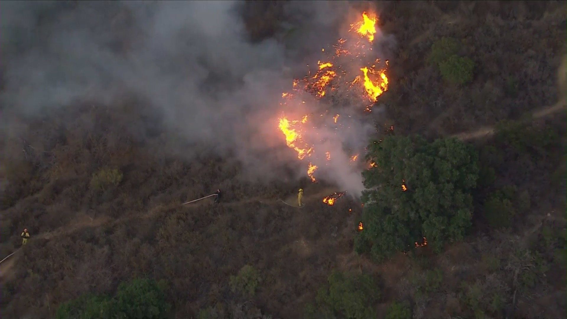 LAFD crews knock down brushfire in Hollywood Hills – KTLA