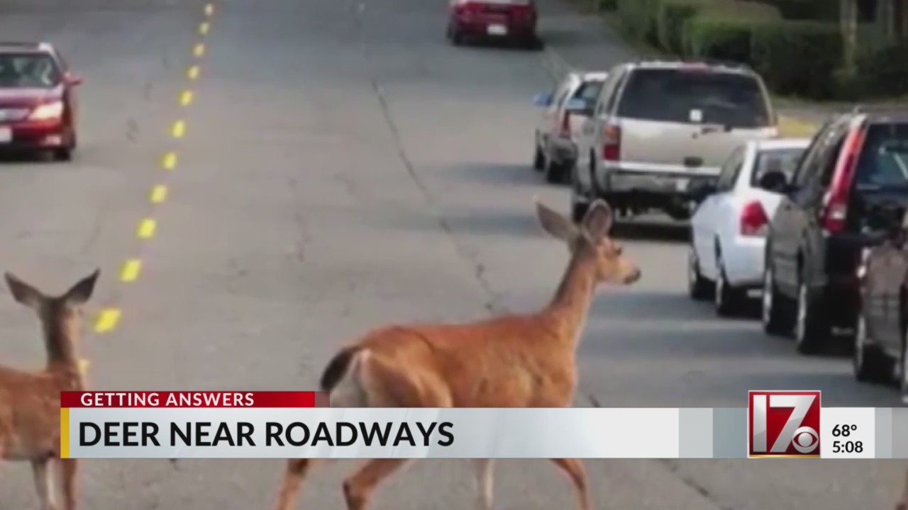 What to do if a deer runs in front of your car in NC